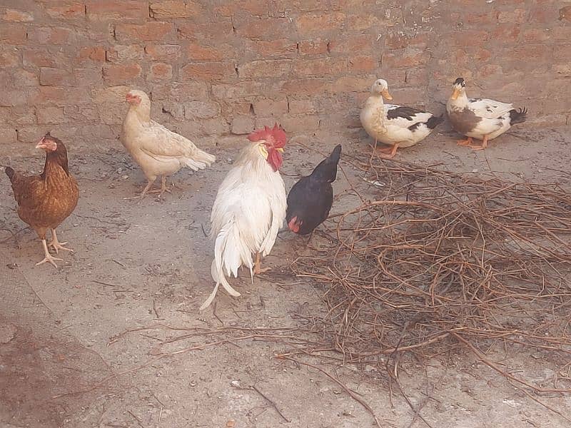 Eggs Laying Hens and Ducks Pair Sale 0