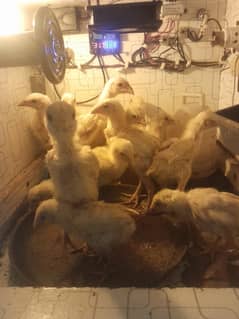 White Shamo Pair/Aseel Shamo chicks /king size/ pure /high quality hen