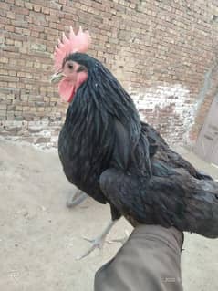 Australorp,Ayam Cemani And Aseel