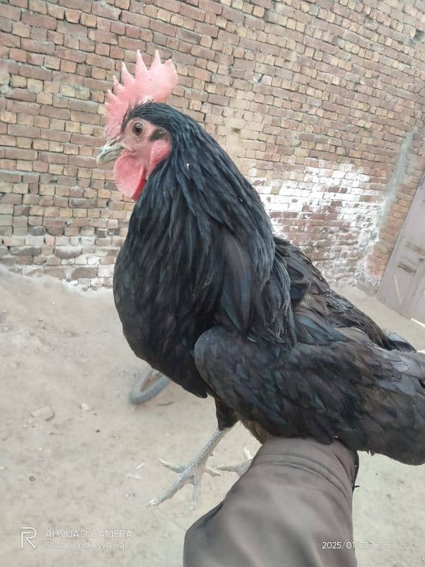 Australorp,Ayam Cemani And Aseel 0