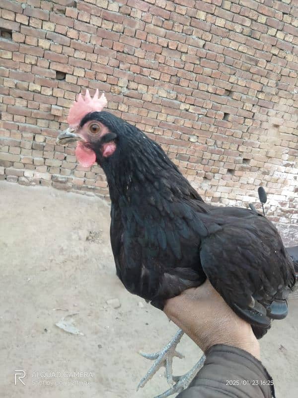 Australorp,Ayam Cemani And Aseel 1