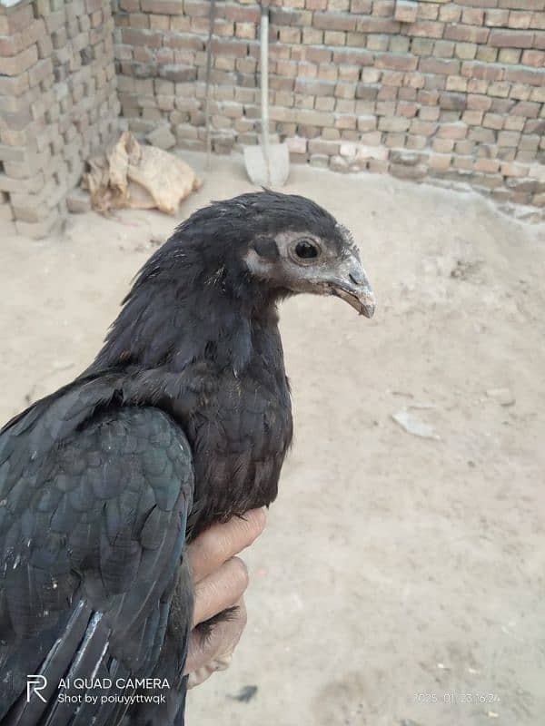 Australorp,Ayam Cemani And Aseel 2