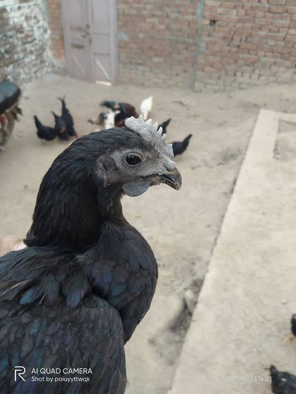 Australorp,Ayam Cemani And Aseel 3