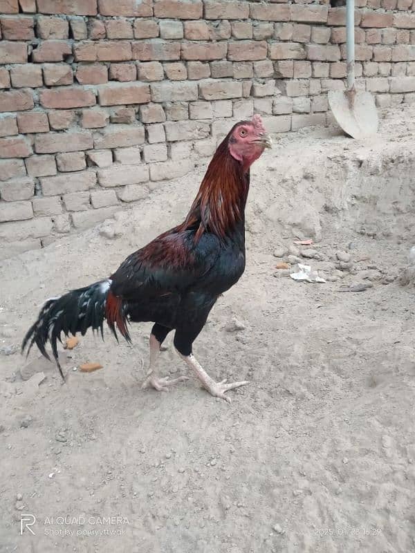 Australorp,Ayam Cemani And Aseel 6