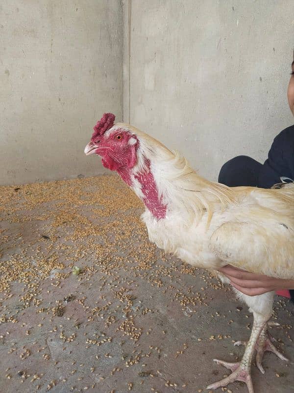 Cock For Sale 2