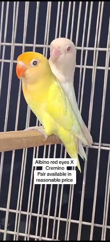 Breeder pairs. Crimino x albino , parblue pastelino x parblue pstelino 0