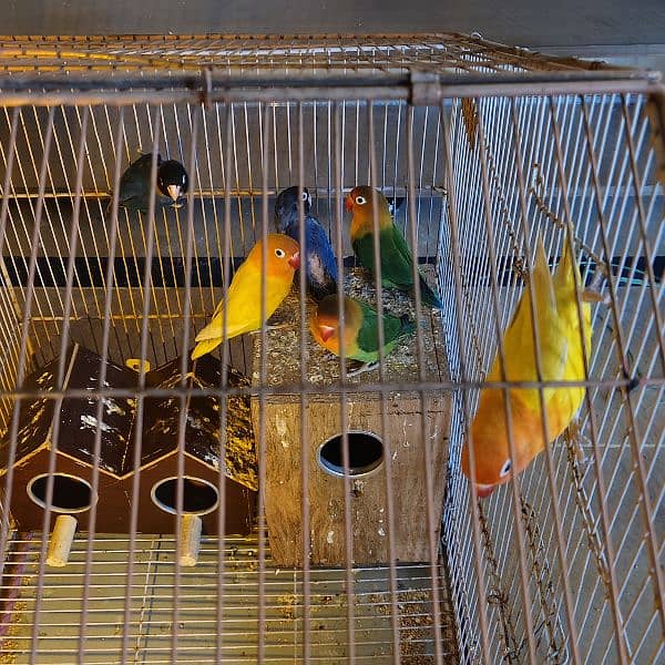 3 Pairs of Lovebirds 0