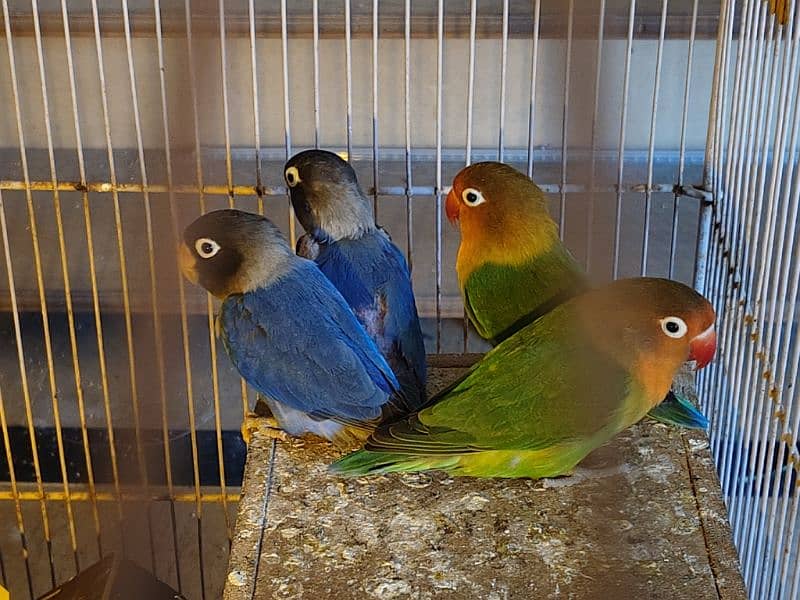 3 Pairs of Lovebirds 1