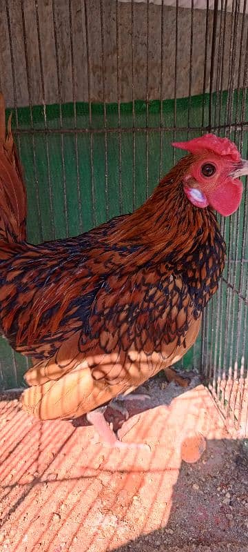 Golden Sebright breeder Male 4 Pieces 0