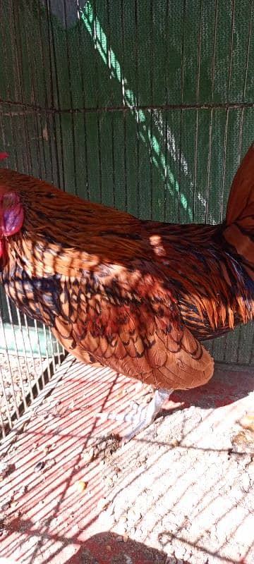 Golden Sebright breeder Male 4 Pieces 1