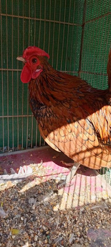 Golden Sebright breeder Male 4 Pieces 2