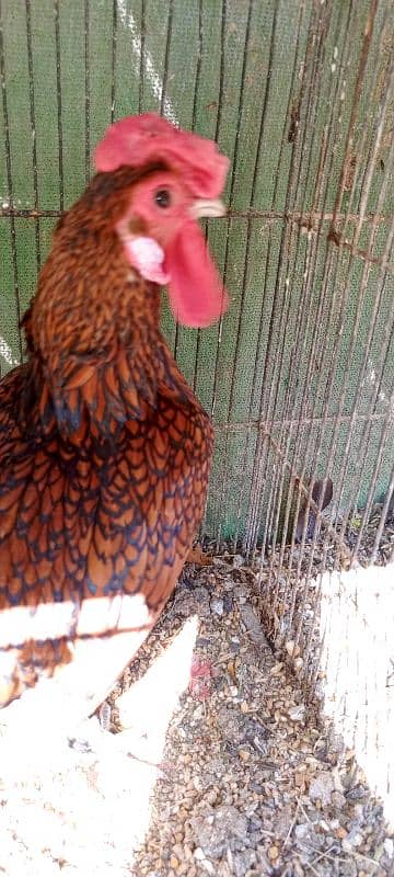 Golden Sebright breeder Male 4 Pieces 3