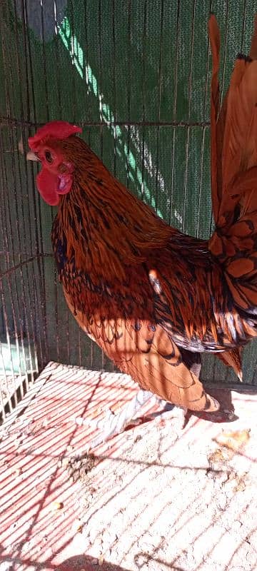 Golden Sebright breeder Male 4 Pieces 4