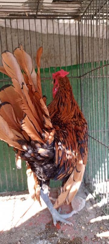 Golden Sebright breeder Male 4 Pieces 5