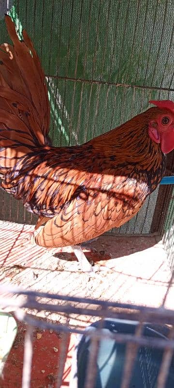 Golden Sebright breeder Male 4 Pieces 6