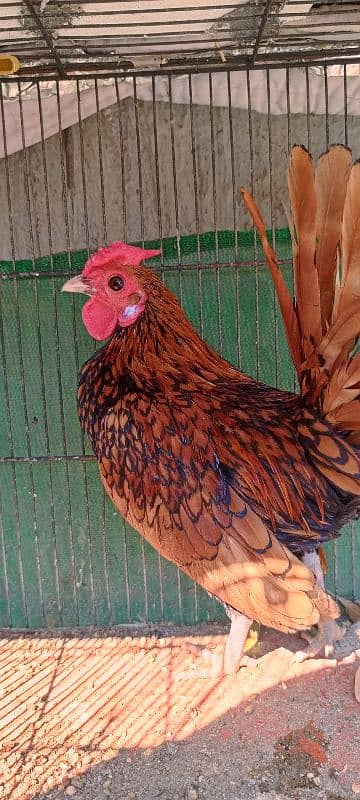 Golden Sebright breeder Male 4 Pieces 8