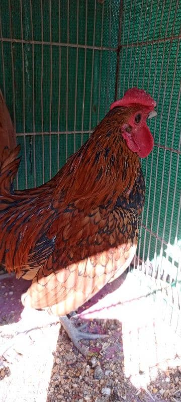 Golden Sebright breeder Male 4 Pieces 12