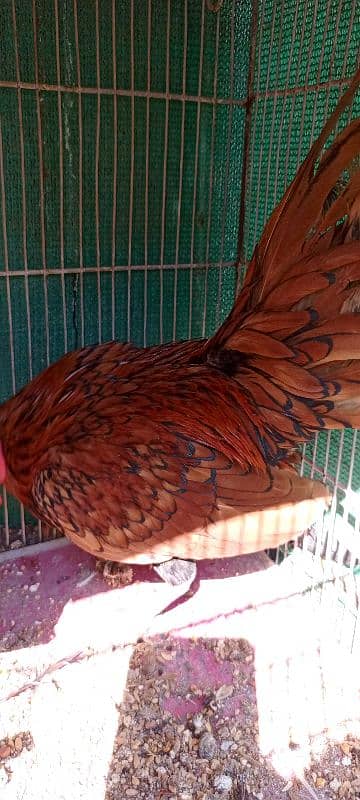 Golden Sebright breeder Male 4 Pieces 13