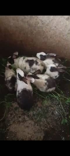 6 rabbits