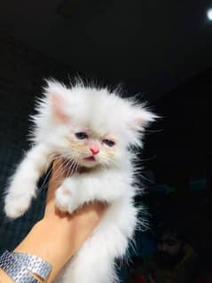 persian kitten