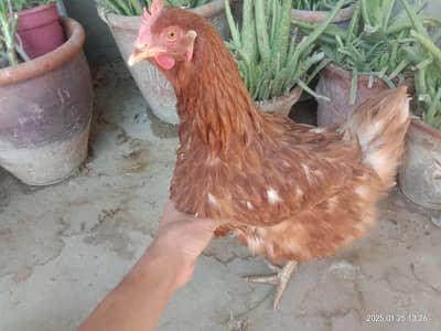 healthy and active egg laying females for sell 03323226063