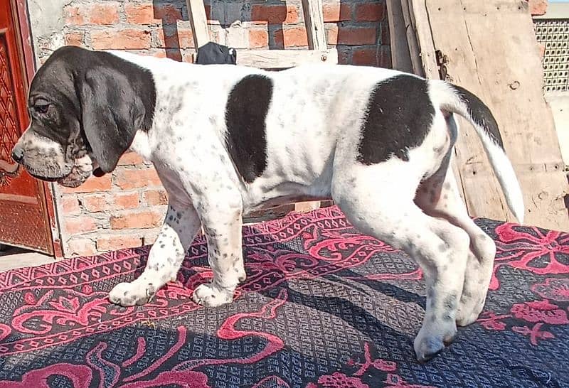 farzini English pointer puppy 0