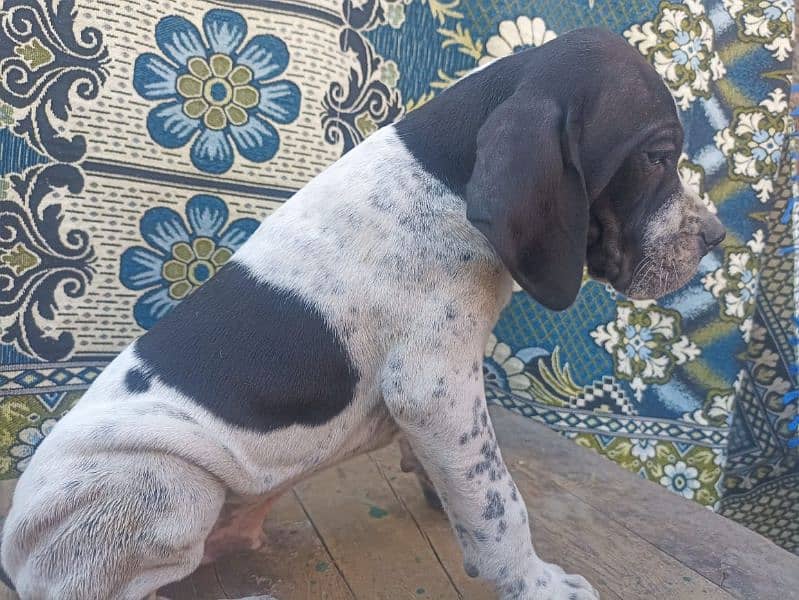 farzini English pointer puppy 1