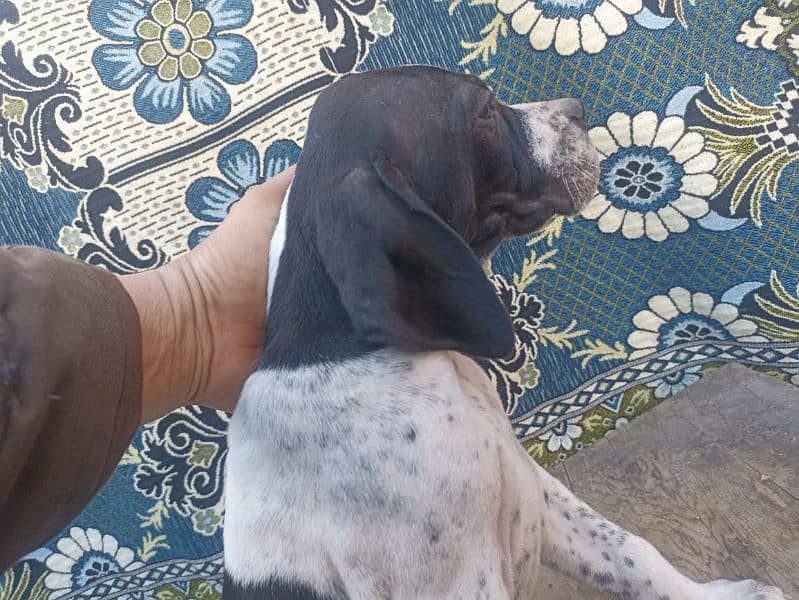 farzini English pointer puppy 3