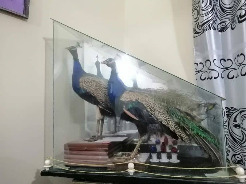 peacock pair for decoration 0