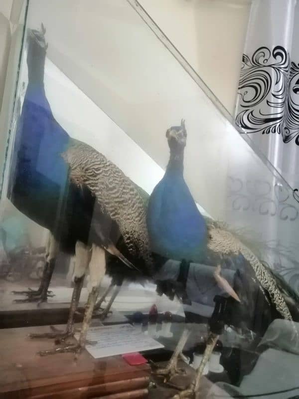 peacock pair for decoration 2