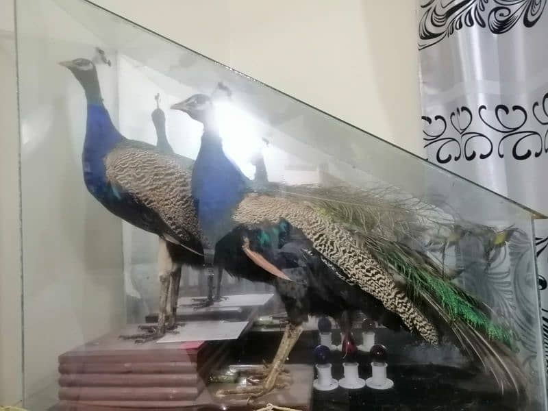 peacock pair for decoration 3