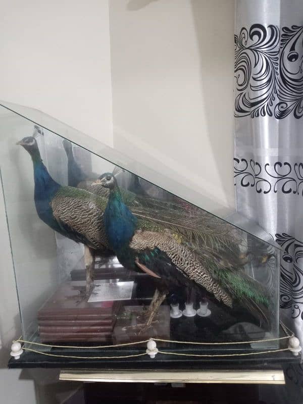 peacock pair for decoration 4