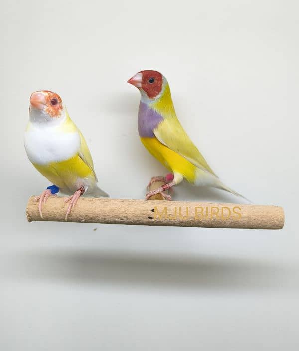 LADY GOLDIAN Gouldian finch pairs 0