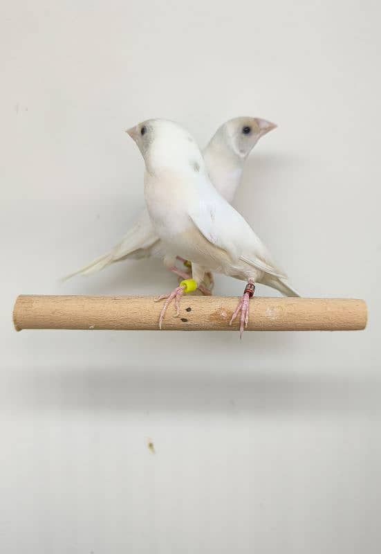 LADY GOLDIAN Gouldian finch pairs 3