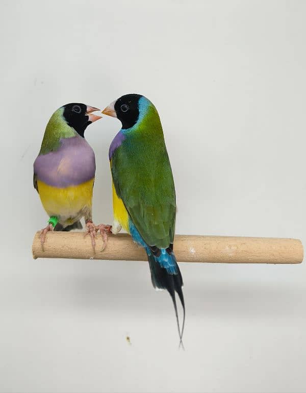 LADY GOLDIAN Gouldian finch pairs 4