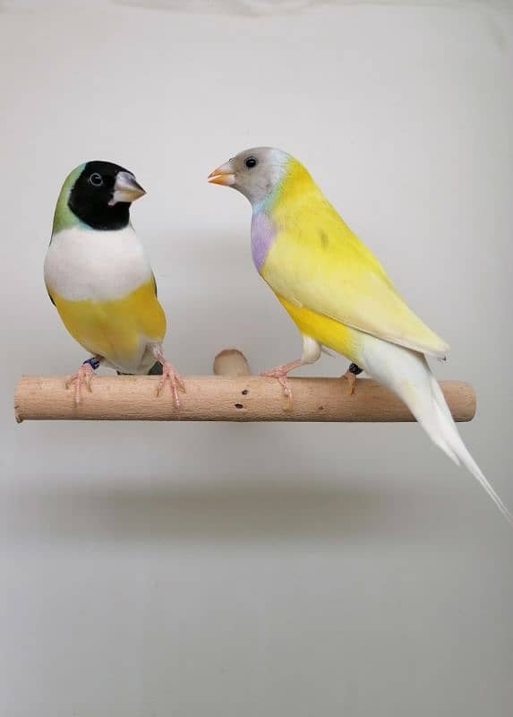 LADY GOLDIAN Gouldian finch pairs 8