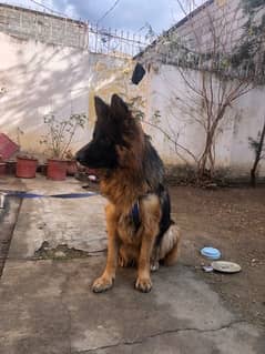 German shepherd male available for sale