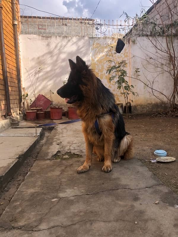 German shepherd male available for sale 2