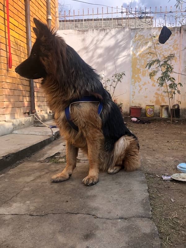 German shepherd male available for sale 3