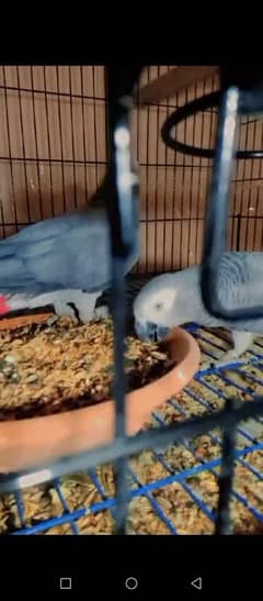 African gray parrots chiks available cango size