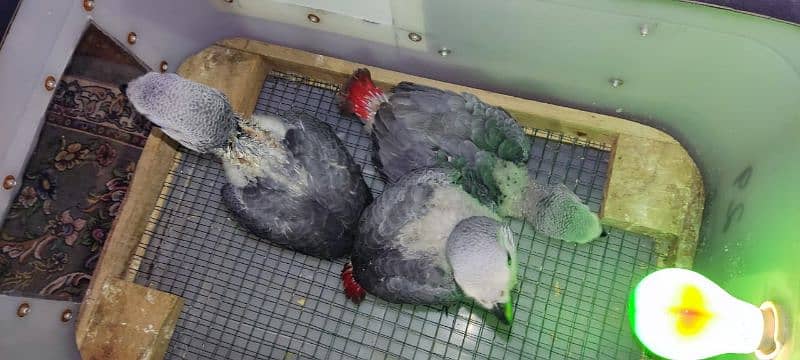 African gray parrots chiks available cango size 1