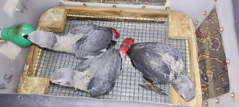 African gray parrots chiks available cango size 2