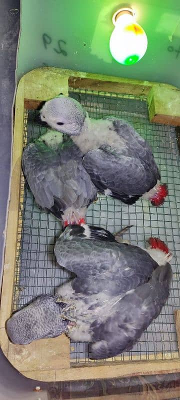 African gray parrots chiks available cango size 3