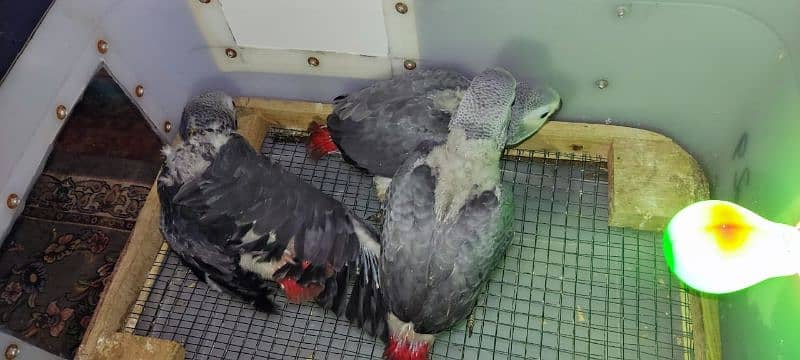 African gray parrots chiks available cango size 4