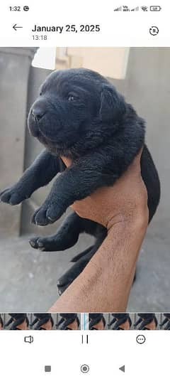 Labrador