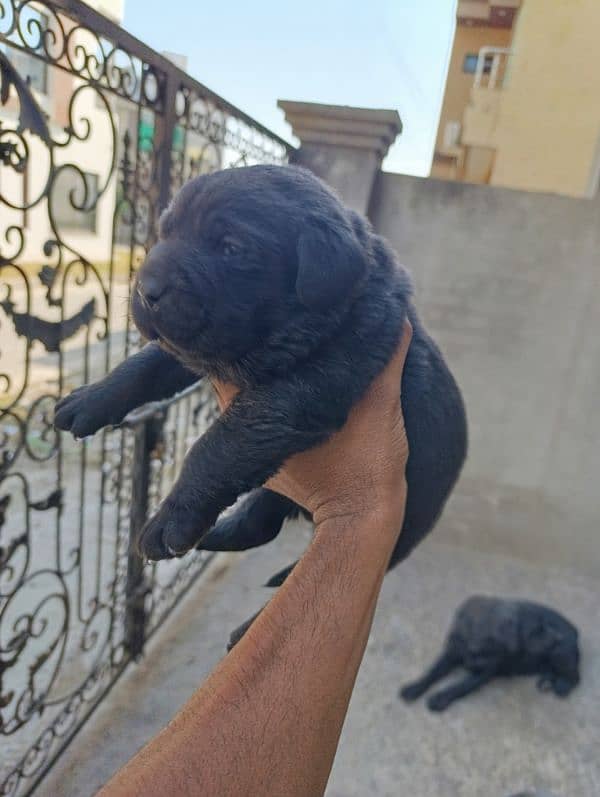 Labrador  female puppies available high quality puppies 1