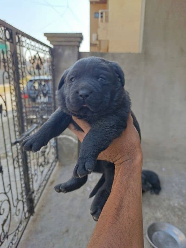 Labrador  female puppies available high quality puppies 2