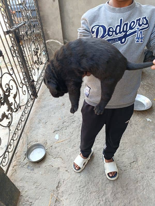 Labrador  female puppies available high quality puppies 3