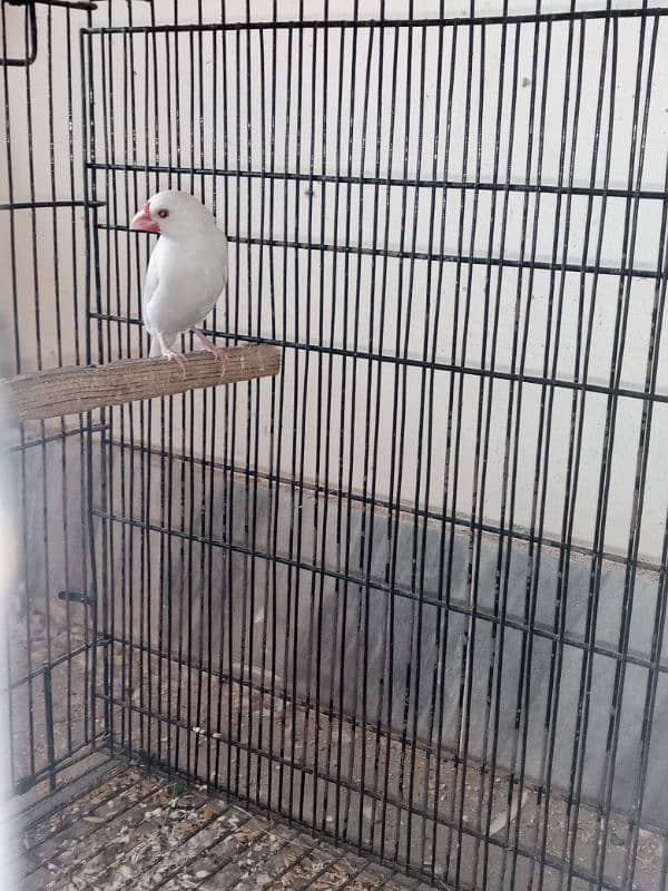 female java finch love birds male for sale 0