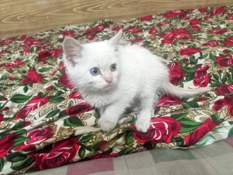 Persian cat Female triple coated 1.5 months vaccinated punch face 0